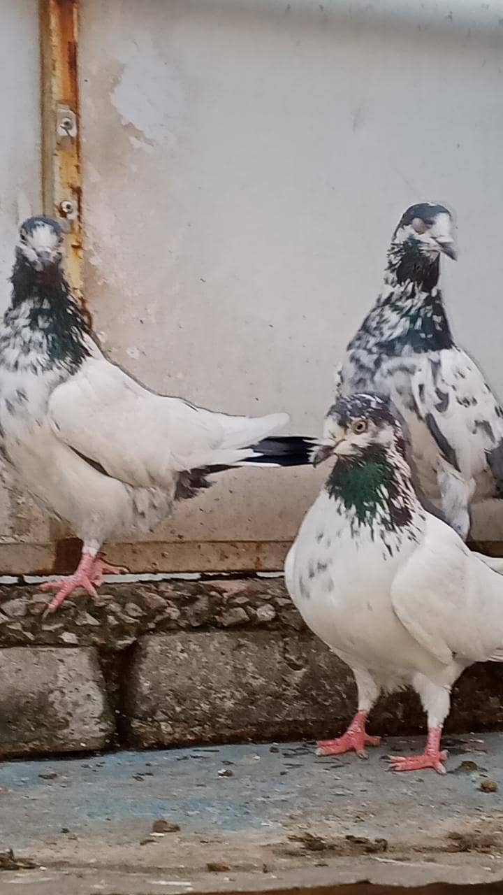 teddy Ali walay kamanger 0