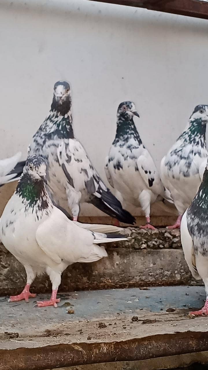 teddy Ali walay kamanger 1