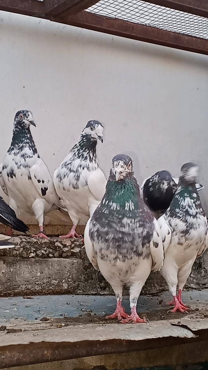 teddy Ali walay kamanger 2