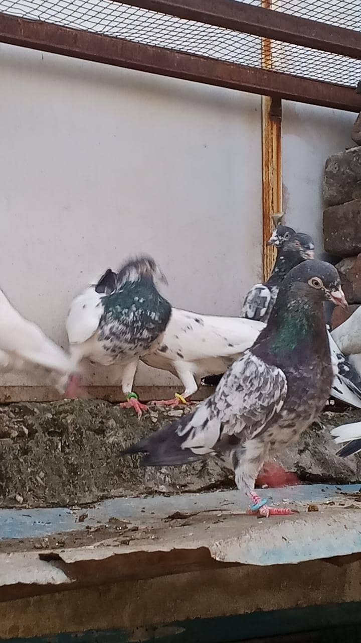 teddy Ali walay kamanger 3