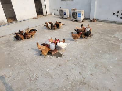 Golden misri female urgent sale  sari angy da re hen 03214632511