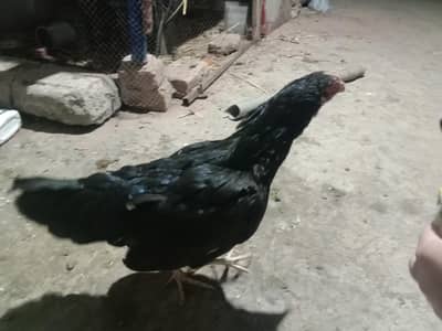 Aseel Mianwali Murgi