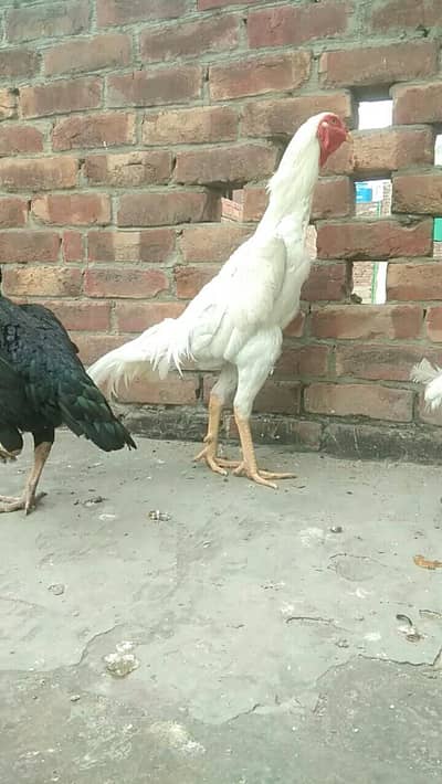 pure white shamo male available ha top quality