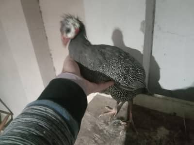 Guinea Fowl Teetrian