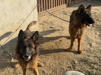 Emergency for sale 03177096023