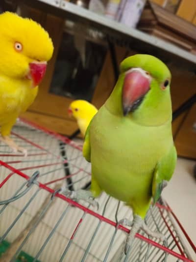 green ringneck  and 2 yellow ringneck parrot
