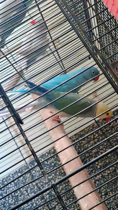 violet Clear Head Ringneck Breeder Pair