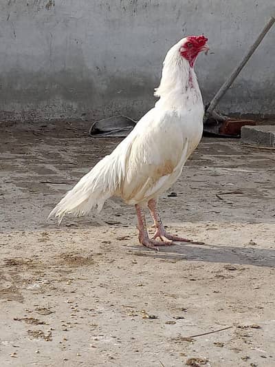 1 white aseel male for sale h. 0328//9986860