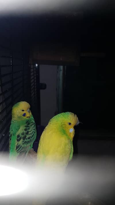 under exhibition king size pair for sale