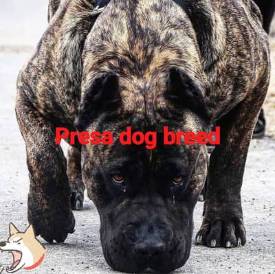 top line and Finest parisa dog  breed  available