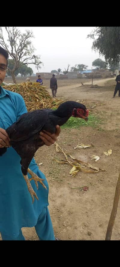 old blood aseel breeder