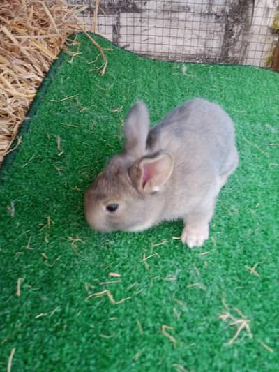 American Chanchila, Flemish & New Zealand Red Eyes