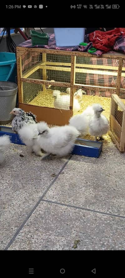 silkie and Bentom chicks available