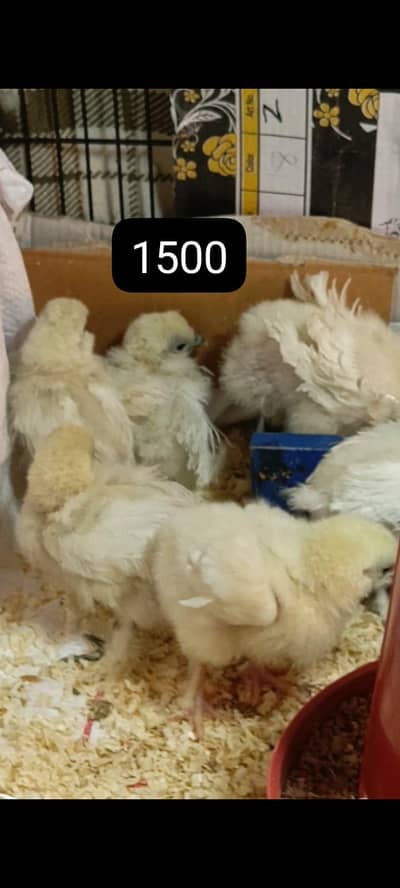 silkie and Bentom chicks available