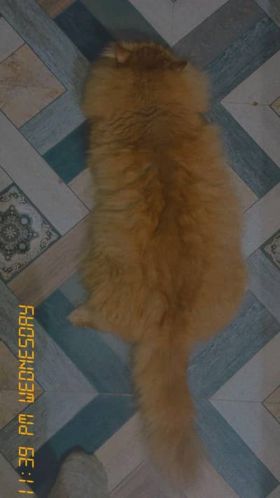 Persian male Cat Thick coated.