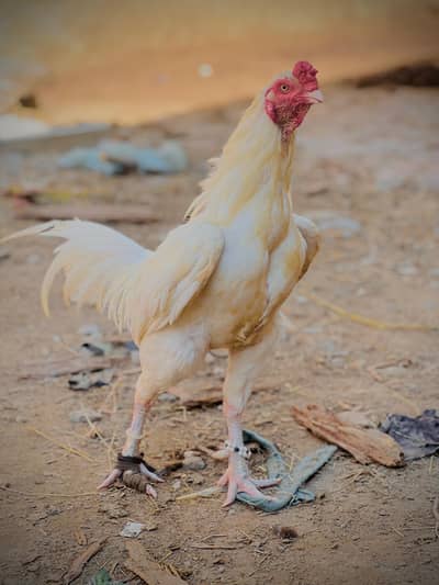 All ok h paper white