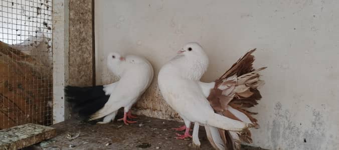 all fancy pigeon 03084523920