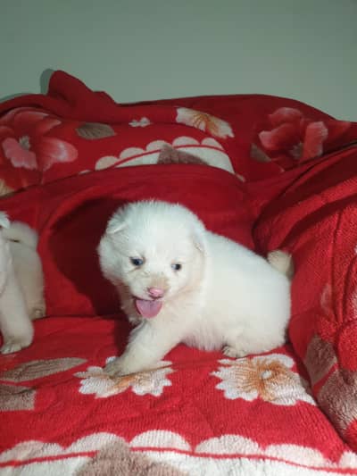 I want to sale my long coat Russian puppies