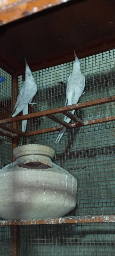 ino and fellow cocktail