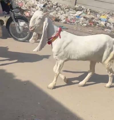 2 gulabi gabban bakria