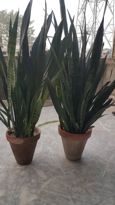 Big Size Snake plants