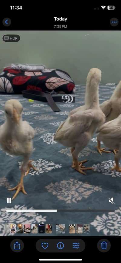 Aseel heera for sale chicks