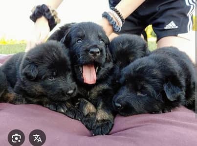 Black German shepherd puppies available for sale