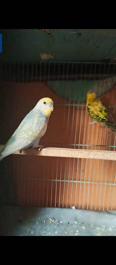 plz Sirious buyers contact me 03171071037