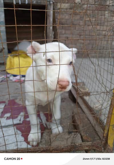Afghan kuchi dog pair for sell