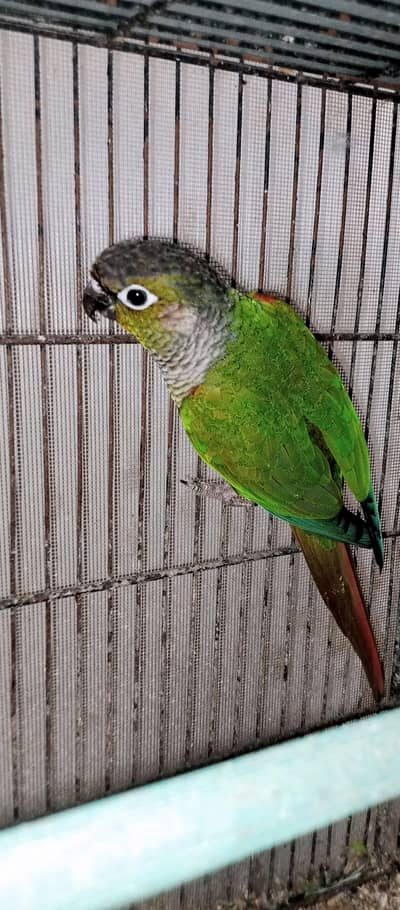 green cheek conure