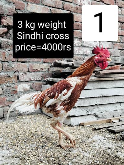 Aseel murgia or murga