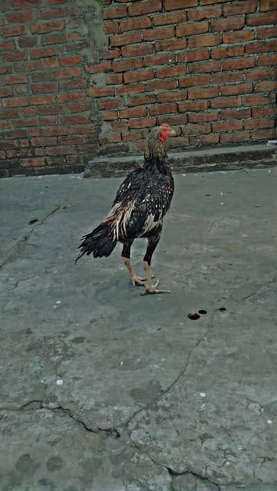 Pakistani aseel murag