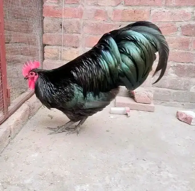 Rir Heritage| White Australorp| Black Blue Australorp  Eggs and Chicks — photo 7