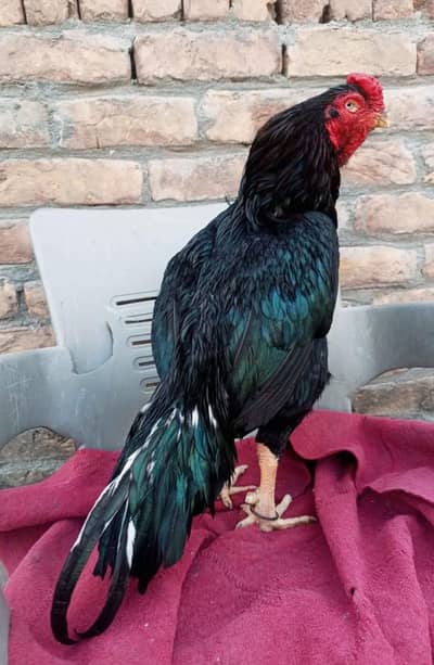 Lasani Mushki Breeder 3kg