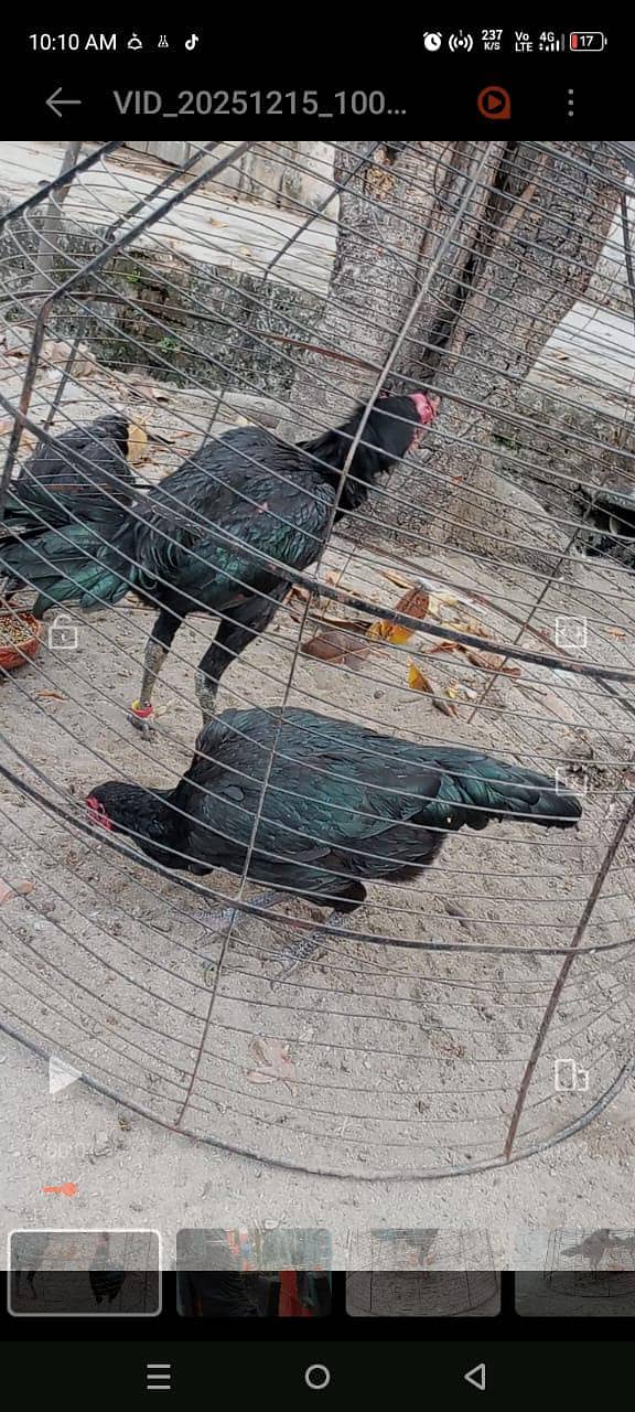 Thai aseel 03338645254 0