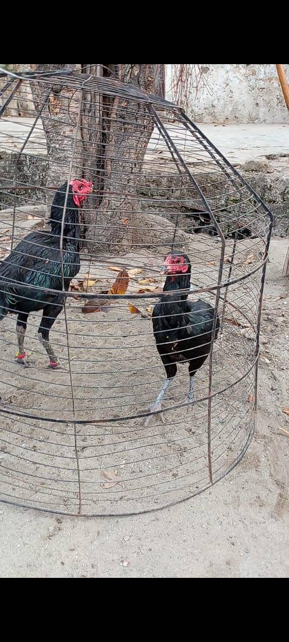 Thai aseel 03338645254 1