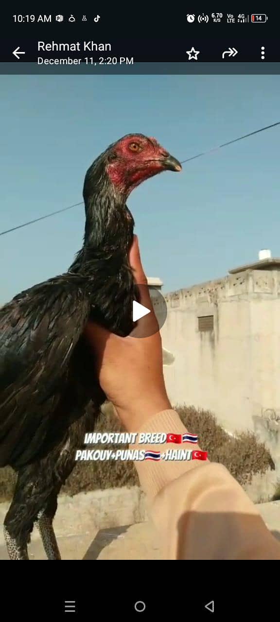 Thai aseel 03338645254 2