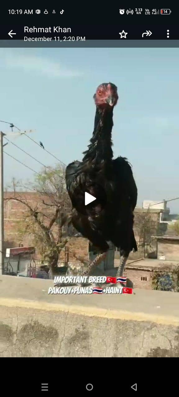 Thai aseel 03338645254 3