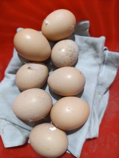 white o shamo eggs