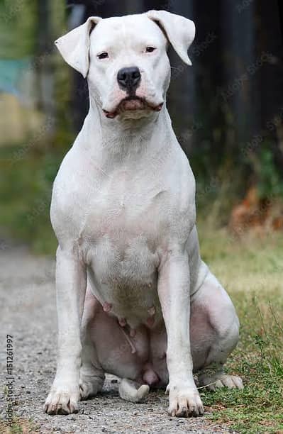 dogo argentino female for sale urgent