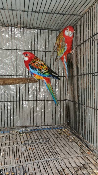 Rosella breeder pair