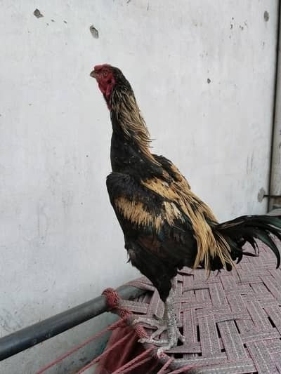 Aseel thai burmi male