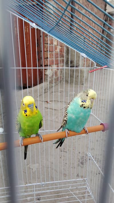 budgies breeder pair.