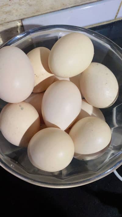 Heera Aseel Eggs