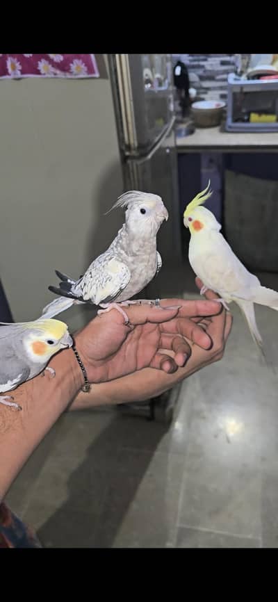Hand Tame Cockatiels