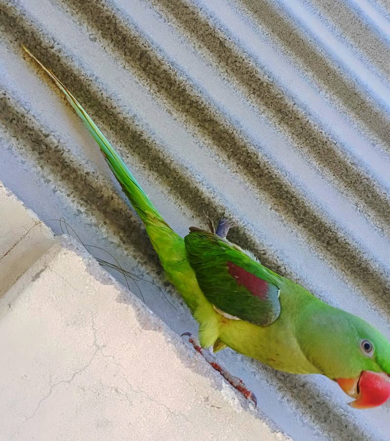 کشمیری را پہاڑی فیمیل 0