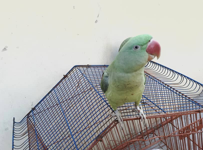 کشمیری را پہاڑی فیمیل 1