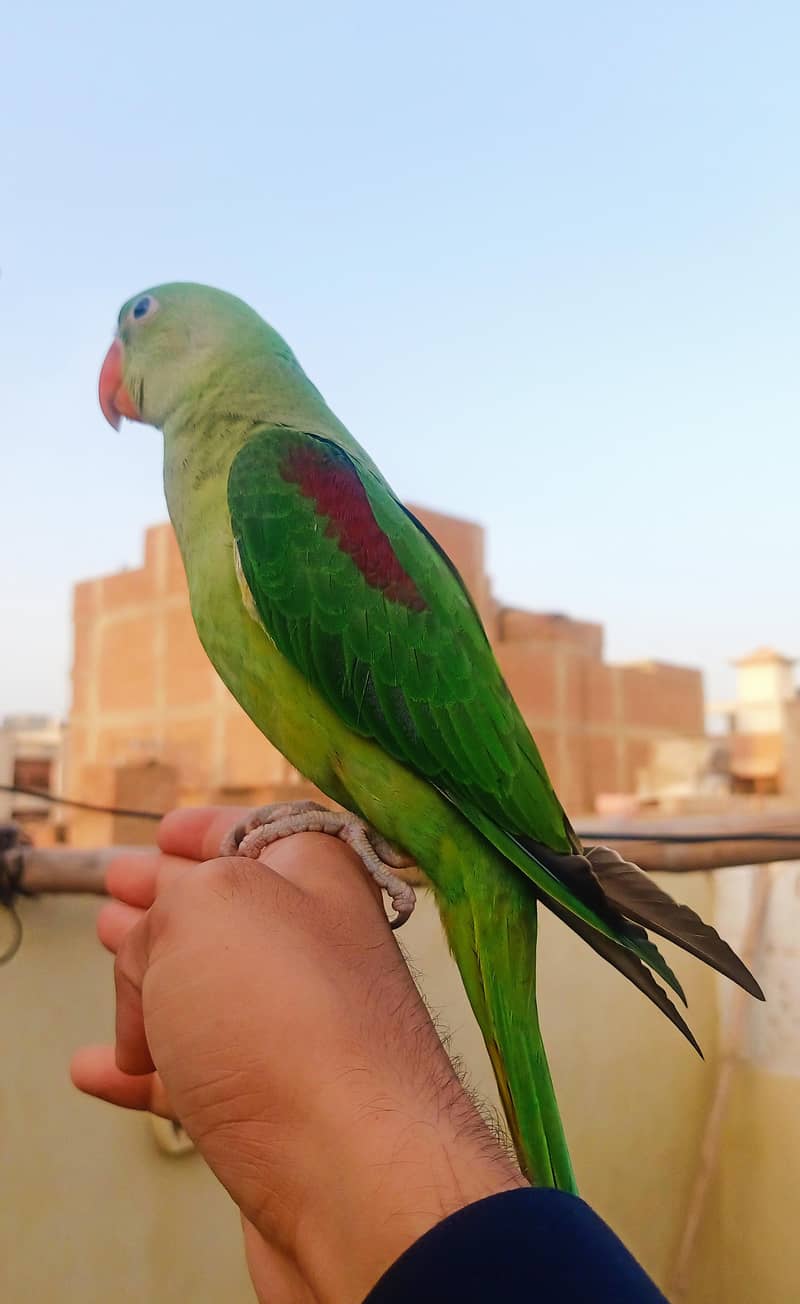 کشمیری را پہاڑی فیمیل 2