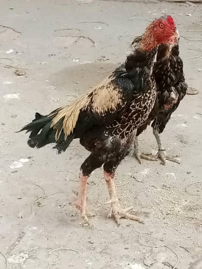 Jawa Aseel Old Aseel Breed