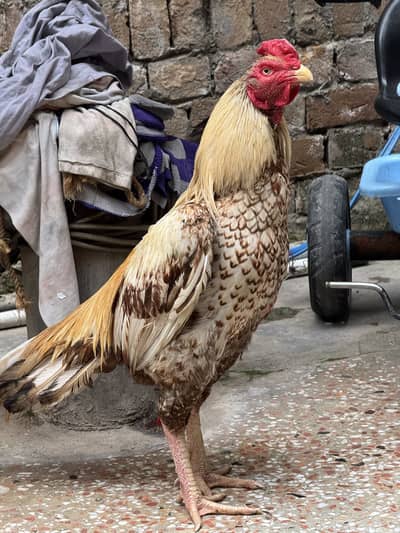 Quality Shajra One Eye Breeder For Urgent Sale. .